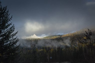 Ağaçlar kaplı dağ Güneş parlıyor