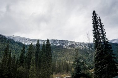 Kanada Rocky Dağları, parlak bir gün