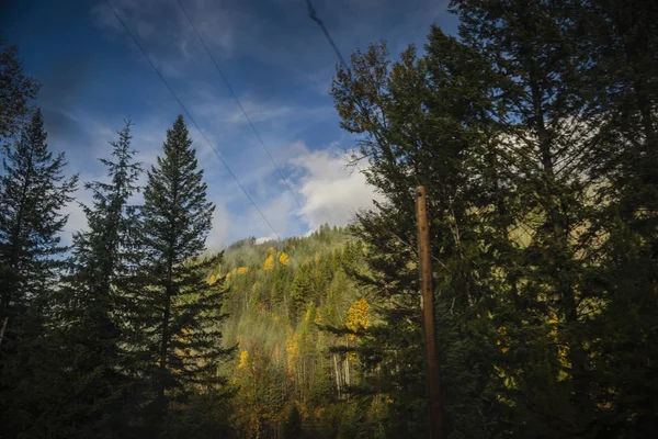 Ağaçlar Sonbahar görünümü