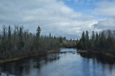Bir nehir kenarında orman