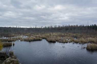 Nehir orman arka ile sonbahar görünümü