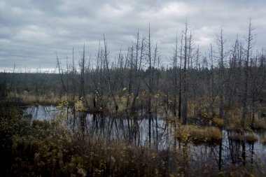 Nehir orman arka ile sonbahar görünümü