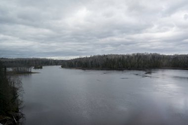 Bir göl kenarında orman