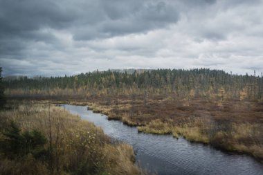 Nehir orman arka ile sonbahar görünümü