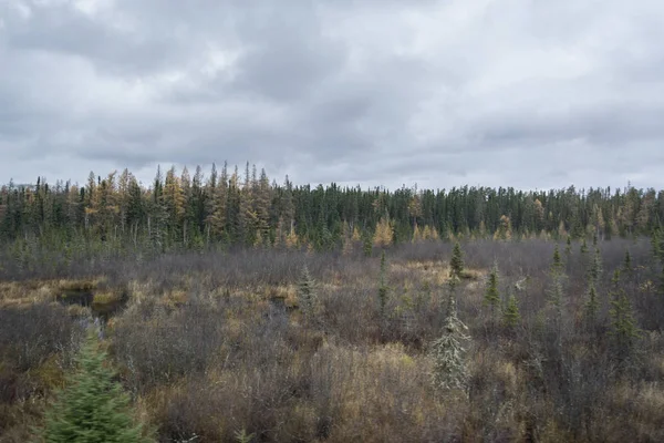 Küçük ağaçlar ile Kuru ve boş arazi