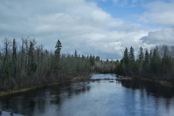 Bir nehir kenarında orman
