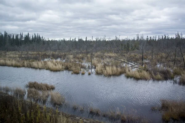 Nehir orman arka ile sonbahar görünümü