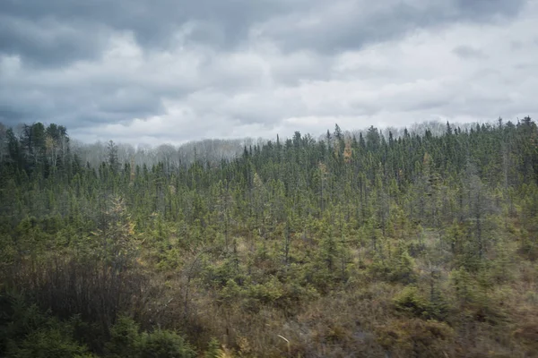 Herfst Land Van Grijze Struiken Kleurrijke Bomen — Stockfoto