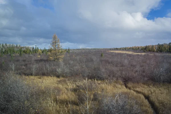 Alan Güz gri çıplak Bush