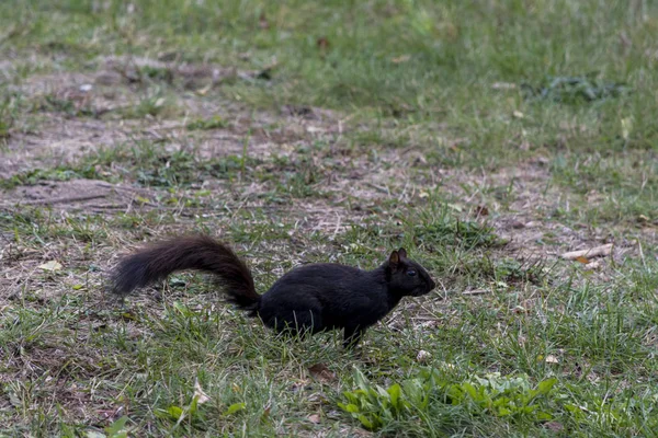Schwarzes Eichhörnchen Läuft Auf Grünem Gras — Stockfoto