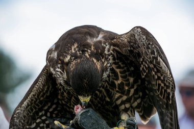 Şahin falconer tarafından besleme
