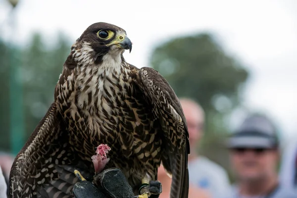 Kahverengi renkli şahin Falconer tarafından besleme