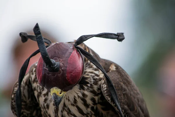 Hawk with a cover head