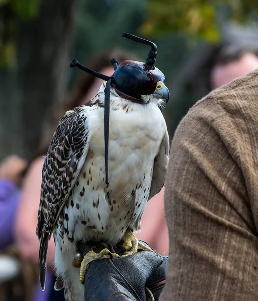 Falcon Sitting Hand Falconer — Stock Photo, Image
