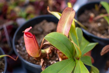 Tenceredeki etobur bir tropik sürahi bitkisinin detaylı bir yakın çekimi, kendine özgü sürahi ve yeşil yaprakları vurguluyor..