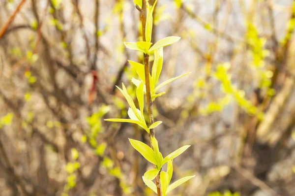 Earth Day - spring shoots of plants