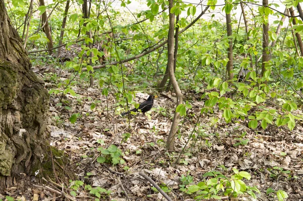 Blackbird in a deciduous forest in spring