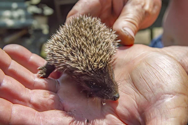 Little wild hedgehog in the hands of man