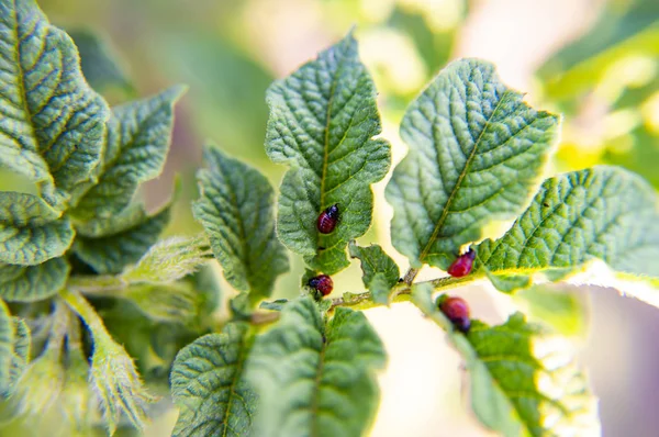 Red Colorado potato beetle on potato leaves - macro photo.