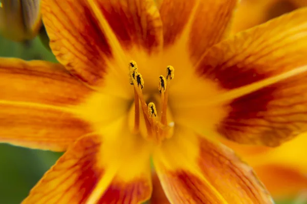 Daylily - orange garden flowers