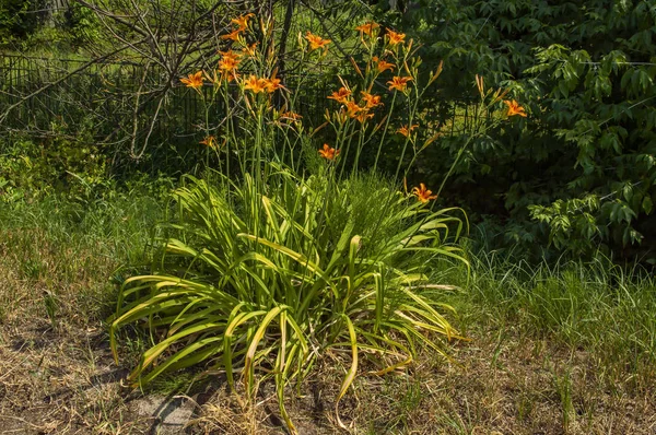 Daylily - orange garden flowers