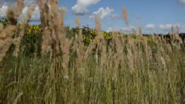 Droog Gras Swegen Wind Onder Een Blauwe Lucht Zonnebloemen — Stockvideo