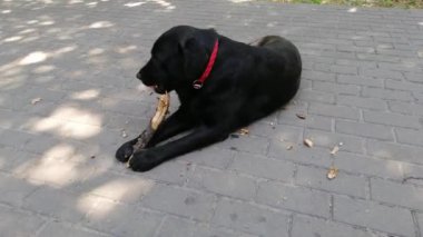Siyah labrador köpek bir sopa çiğniyor.