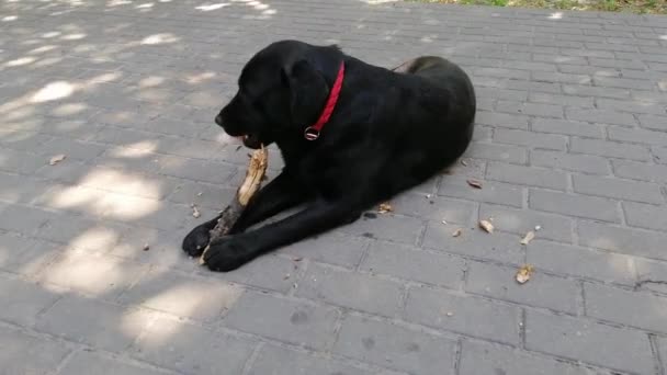 Black Labrador Dog Chewing Stick — Stock Video