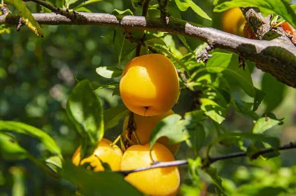 Yellow plum fruit on a tree branch on a sunny day.