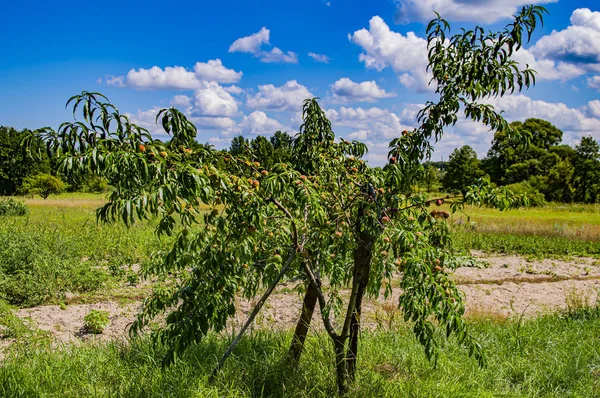 Peach fruit tree on a background of blue sky with clouds.