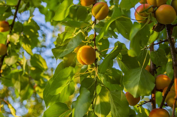 Peach fruit on a tree branch on a sunny day.