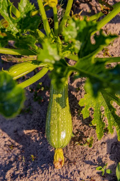 Zucchini in the garden. Food photo.