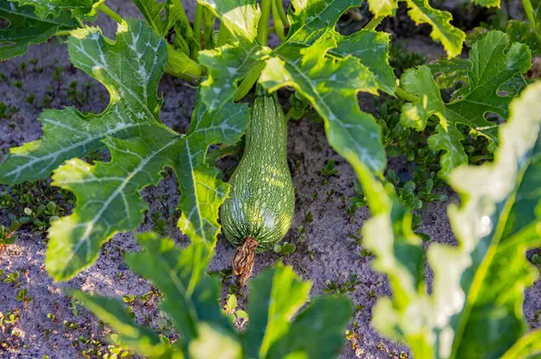 Zucchini in the garden. Food photo.