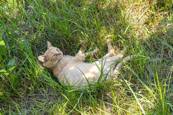 Red cat on a hot day lies in the grass.