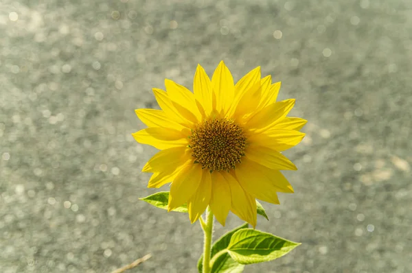 Sunflower flower on asphalt background. Earth Day.