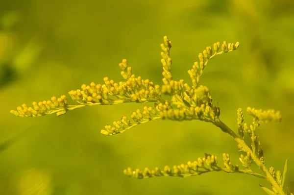 Blooming yellow wildflowers. Background image.