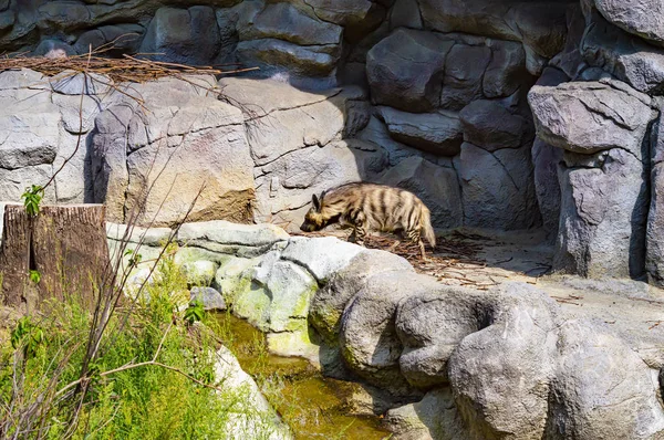 Wild hyena walks on the background of stones.