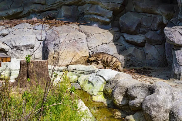 Wild hyena walks on the background of stones.