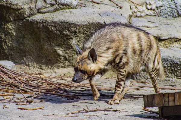 Wild hyena walks on the background of stones.