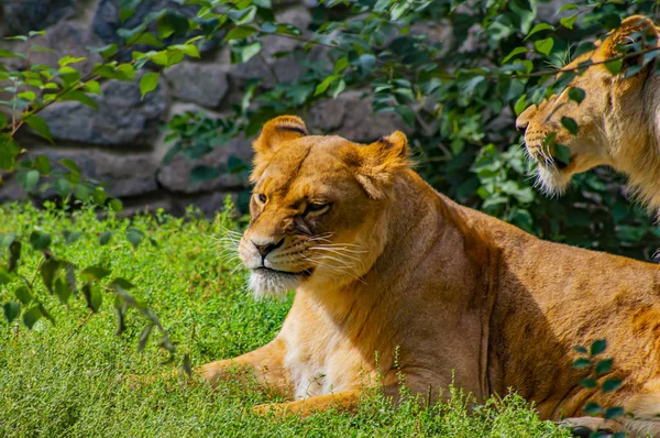 Two lions are playing on the green grass.