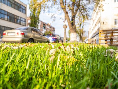 Sonbahar yaprakları yeşil çimlerin üzerinde bir şehir sokağında.