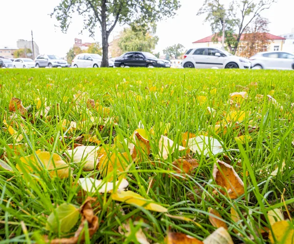 Hösten löv på grönt gräs på sidan av en stadsgata. — Stockfoto