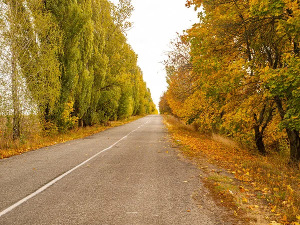 Route avec des arbres d'automne sur le bord de la route . — Photo