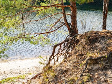 Çamlarda bir orman nehrinin kumlu kıyısı.