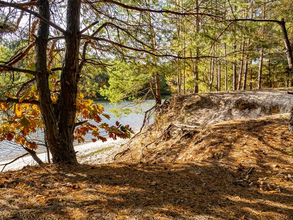 Sandy shore of a forest river in pines. — Stock Photo, Image
