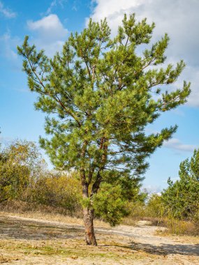 Yalnız çam ağacı gökyüzüne karşı.