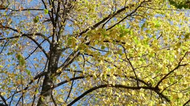 Herabfallendes Gelbes Laub Von Einem Herbstbaum Blauer Himmel — Stockvideo