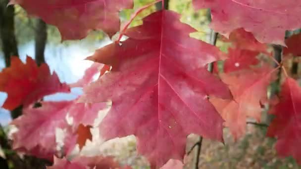 Czerwony Jesienny Liść Dębu Wietrze Pory Roku — Wideo stockowe