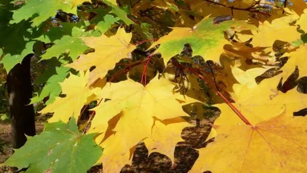 Sarı Sonbahar Akçaağaç Yaprağı Rüzgarda Savruluyor Mevsimler — Stok video