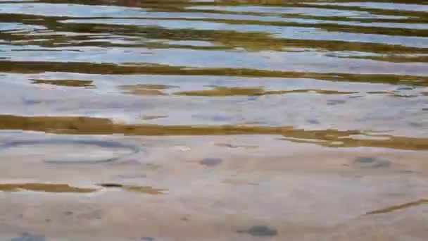川の透明砂の底 自然景観 — ストック動画